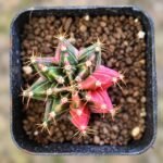 gymnocalycium mihanovichii variegata