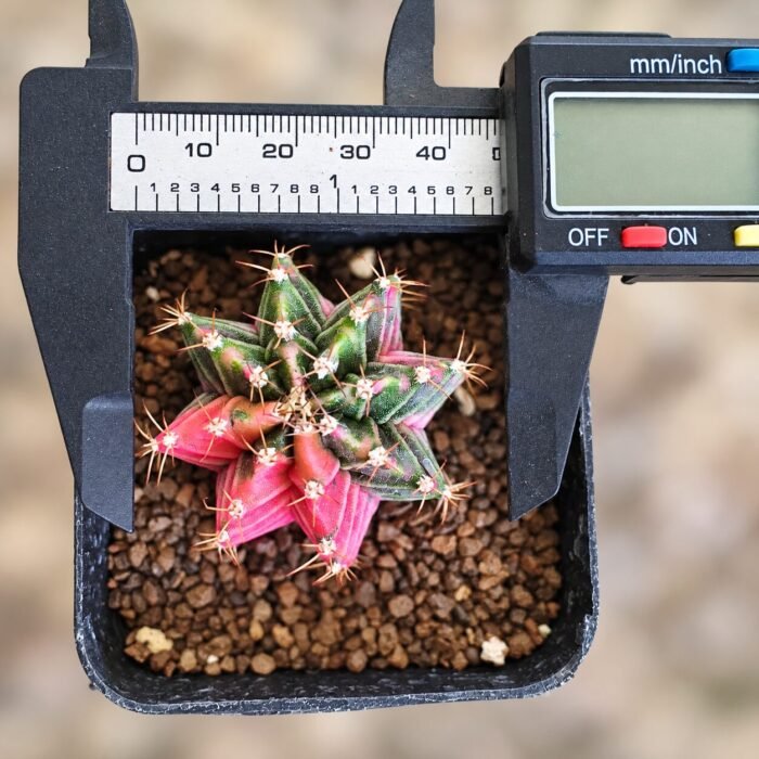 gymnocalycium mihanovichii variegata - Image 2