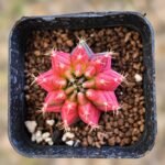gymnocalycium mihanovichii variegata
