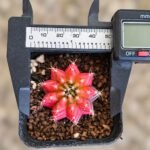 gymnocalycium mihanovichii variegata - Image 2