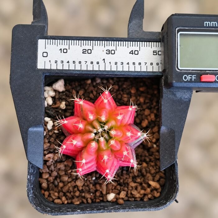 gymnocalycium mihanovichii variegata - Image 2