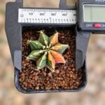 gymnocalycium mihanovichii variegata - Image 2