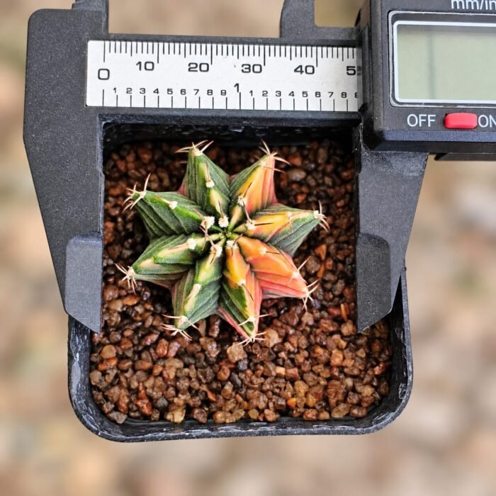 gymnocalycium mihanovichii variegata - Image 2