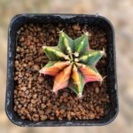 gymnocalycium mihanovichii variegata