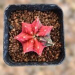 gymnocalycium mihanovichii variegata