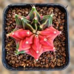gymnocalycium mihanovichii variegata