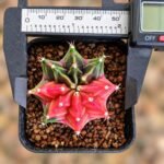 gymnocalycium mihanovichii variegata - Image 2