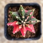 gymnocalycium mihanovichii variegata