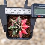 gymnocalycium mihanovichii variegata - Image 2
