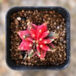 gymnocalycium mihanovichii variegata