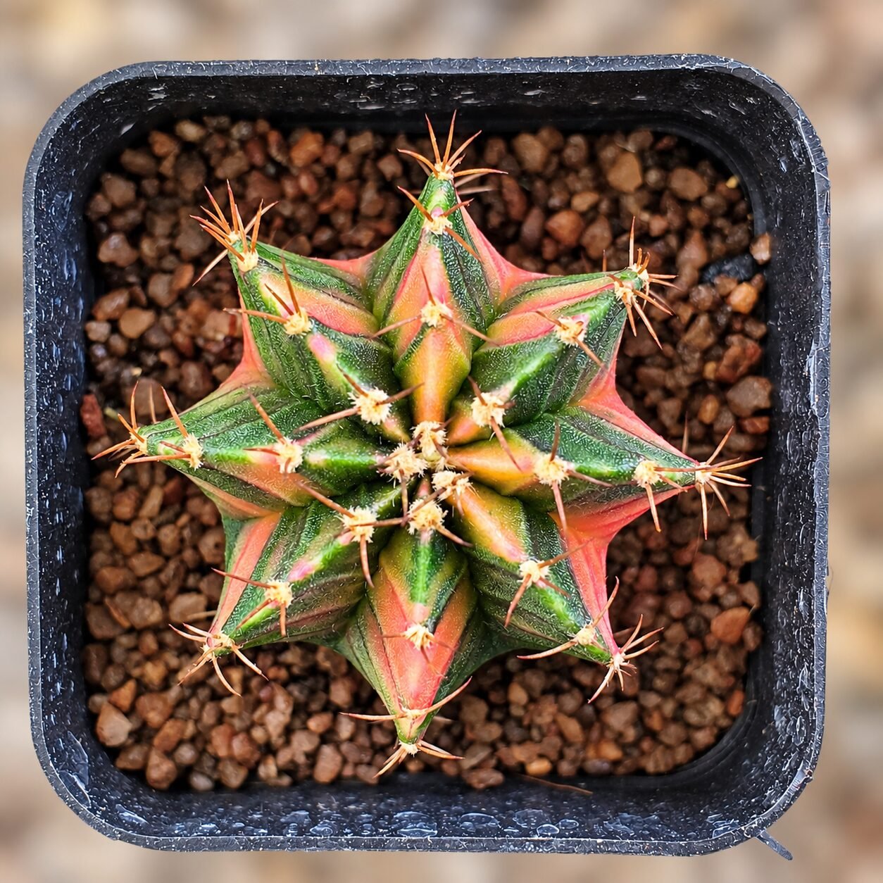 1000064444-8YRr0P-82 gymnocalycium mihanovichii variegata - Image 1