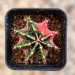 gymnocalycium mihanovichii variegata