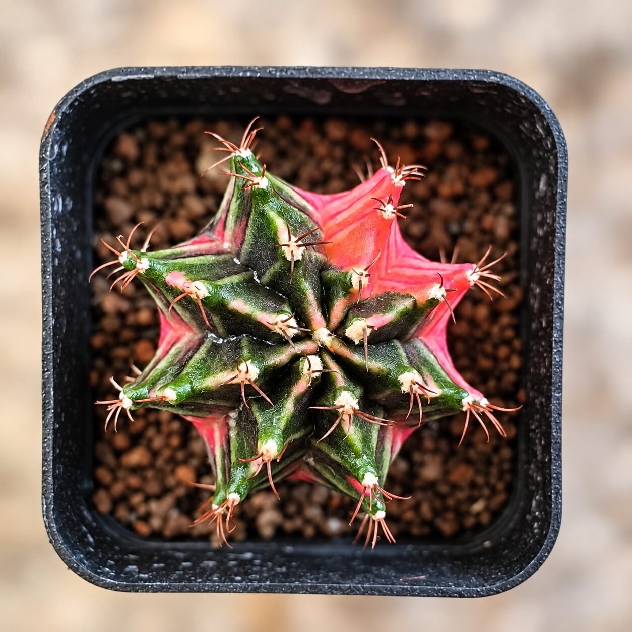 1000064455-RLbM2Q-82 gymnocalycium mihanovichii variegata - Image 1