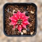 gymnocalycium mihanovichii variegata