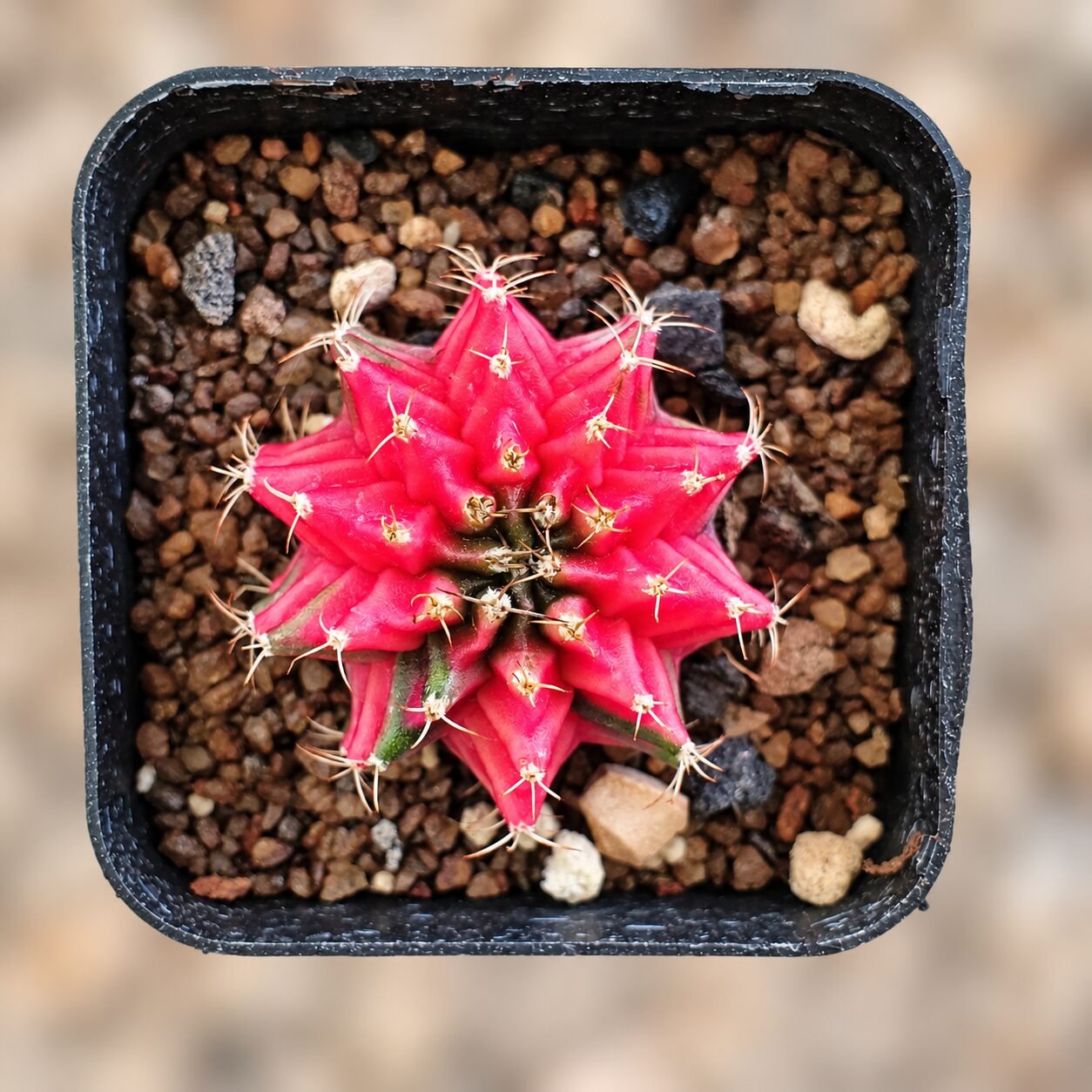 1000064457-VEsok1-82 gymnocalycium mihanovichii variegata - Image 1