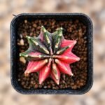 gymnocalycium mihanovichii variegata