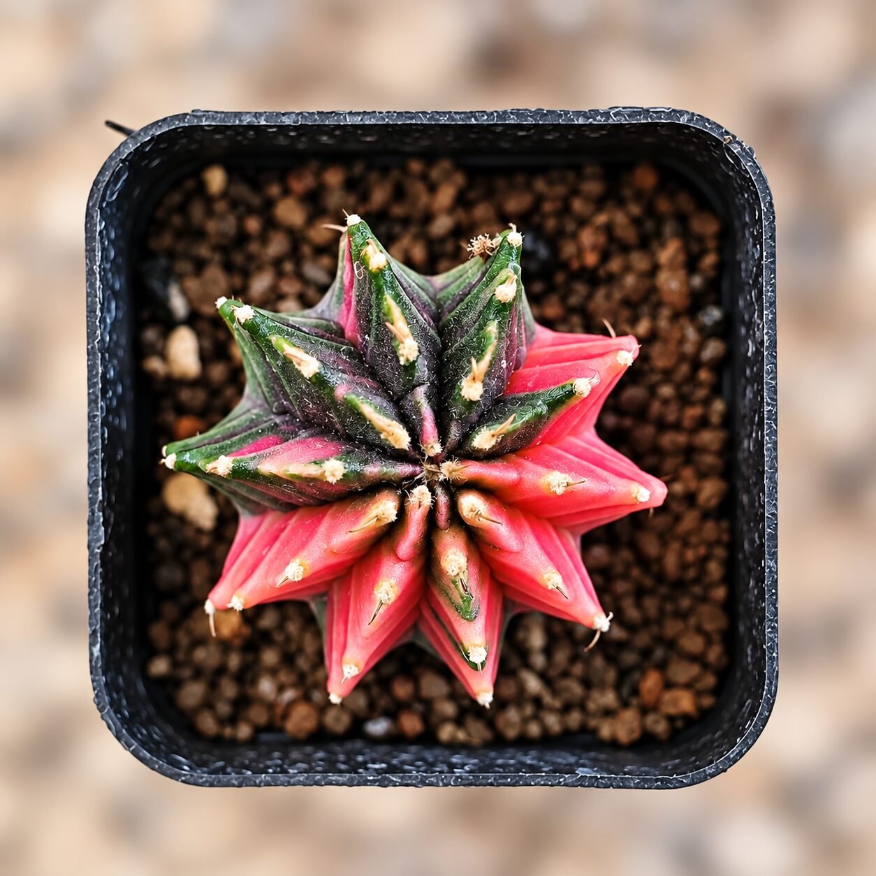 1000064468-5ye9ie-82 gymnocalycium mihanovichii variegata - Image 1