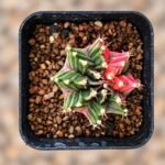 gymnocalycium mihanovichii variegata