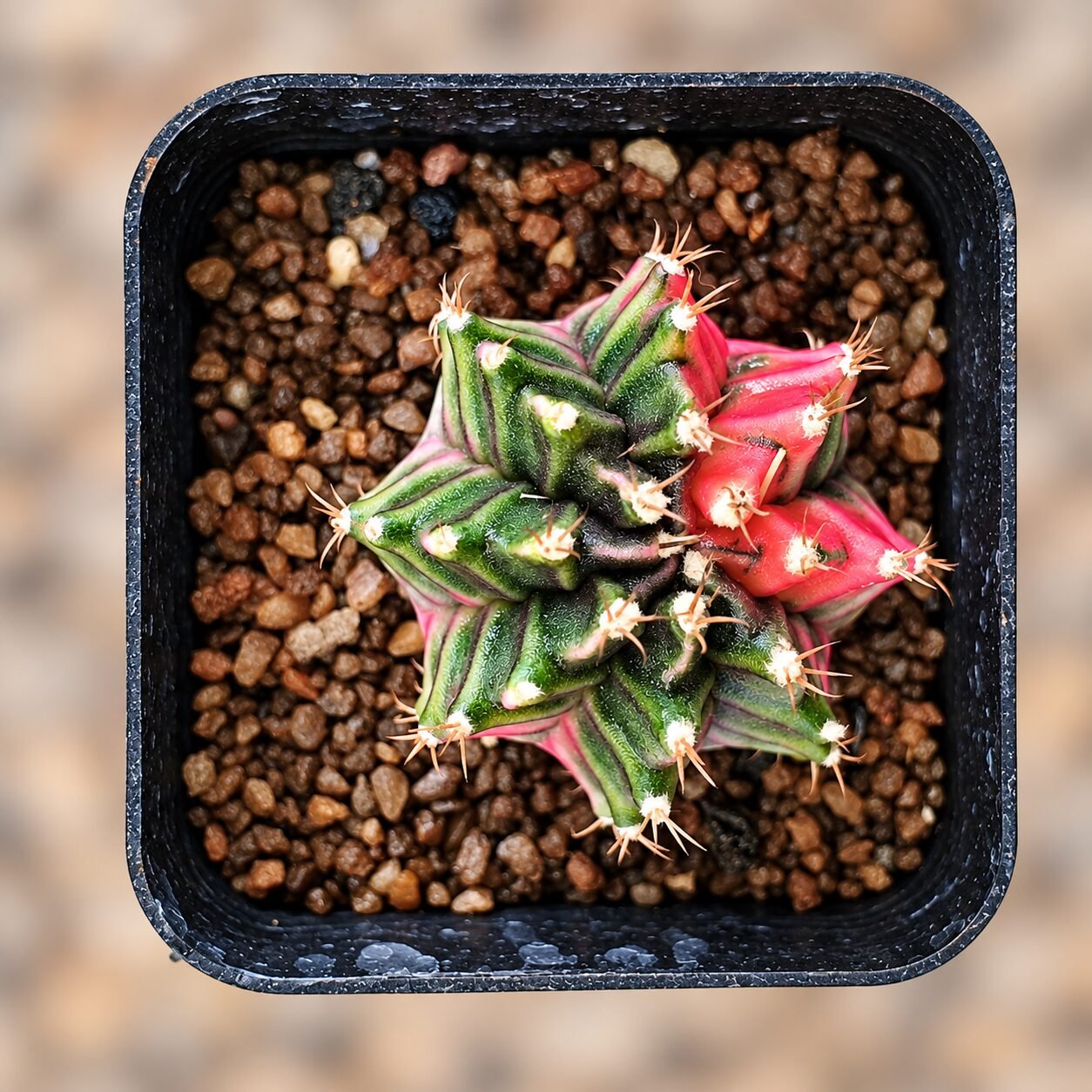 1000064470-mxAKyU-82 gymnocalycium mihanovichii variegata - Image 1