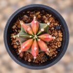 gymnocalycium mihanovichii variegata
