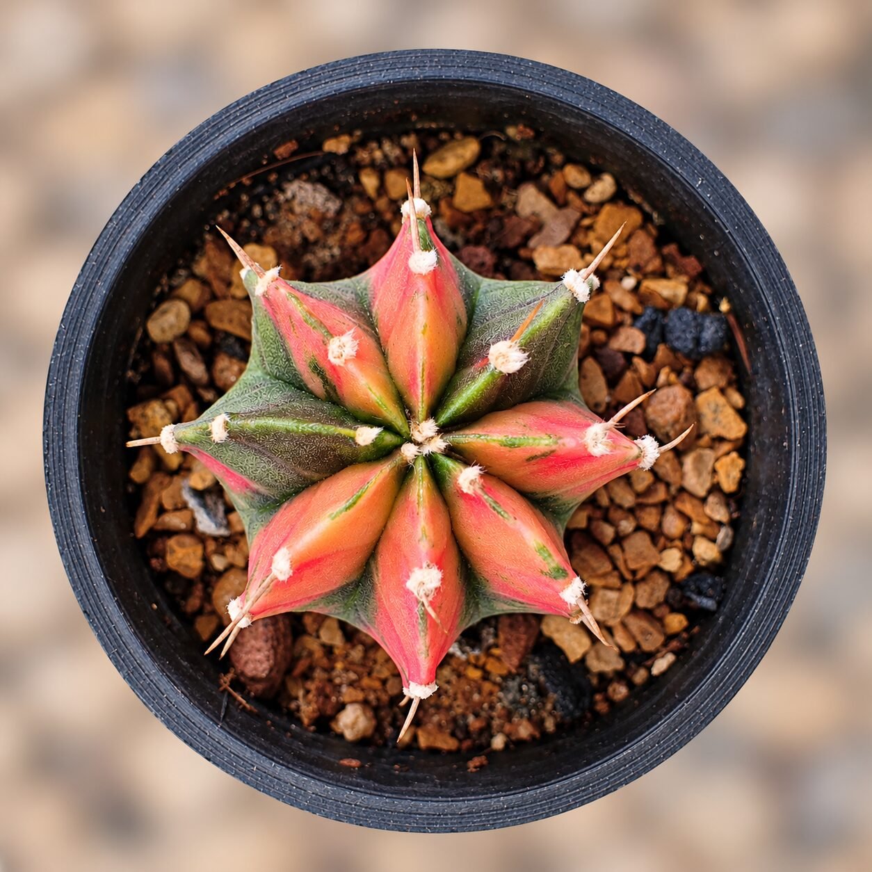 1000064472-Mf0Btz-82 gymnocalycium mihanovichii variegata - Image 1