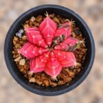 gymnocalycium mihanovichii variegata
