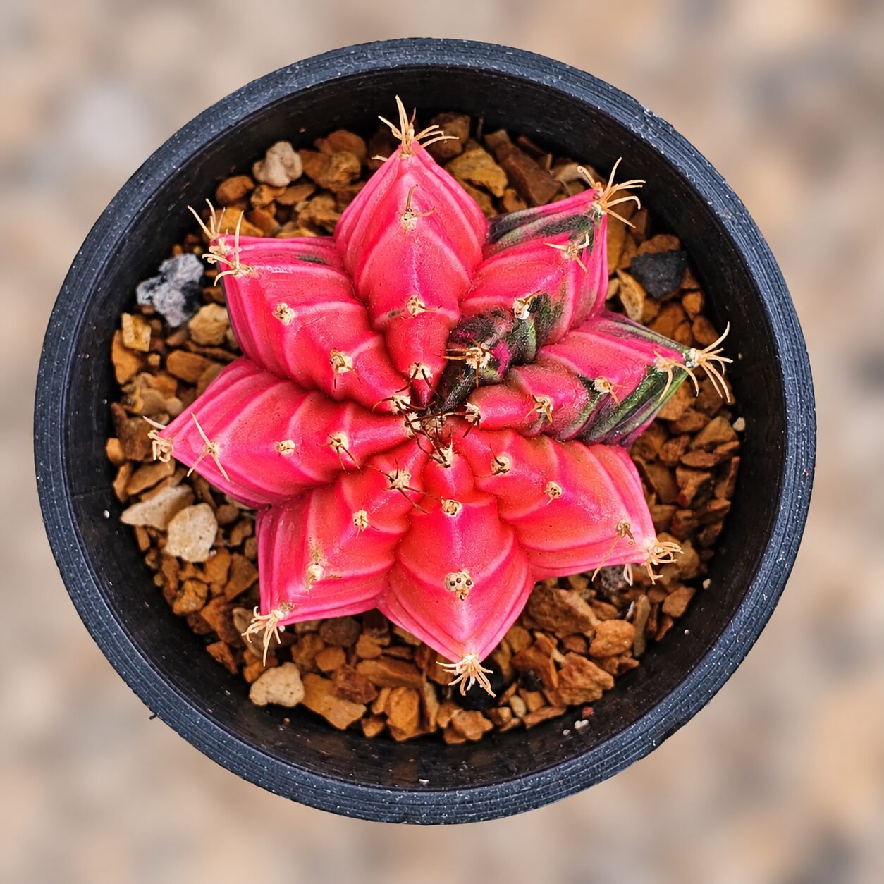 1000064474-fG40qf-82 gymnocalycium mihanovichii variegata - Image 1