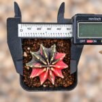 gymnocalycium mihanovichii variegata - Image 2