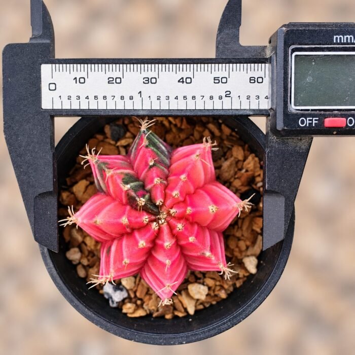 gymnocalycium mihanovichii variegata - Image 2
