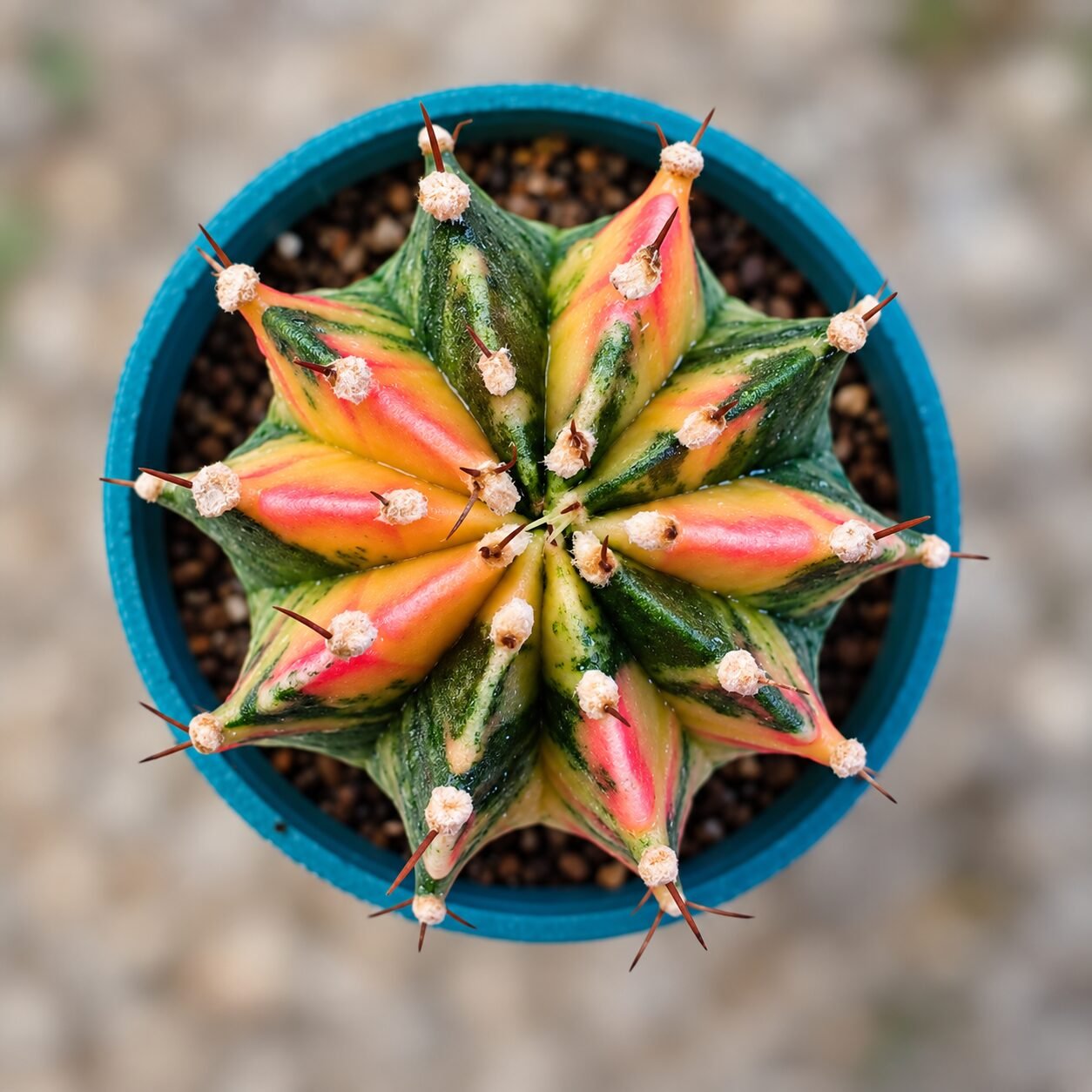 1000065477-Jt5TcY-82 gymnocalycium mihanovichii variegata - Image 1