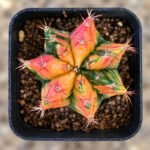 gymnocalycium mihanovichii variegata