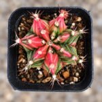gymnocalycium mihanovichii variegata