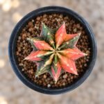 gymnocalycium mihanovichii variegata