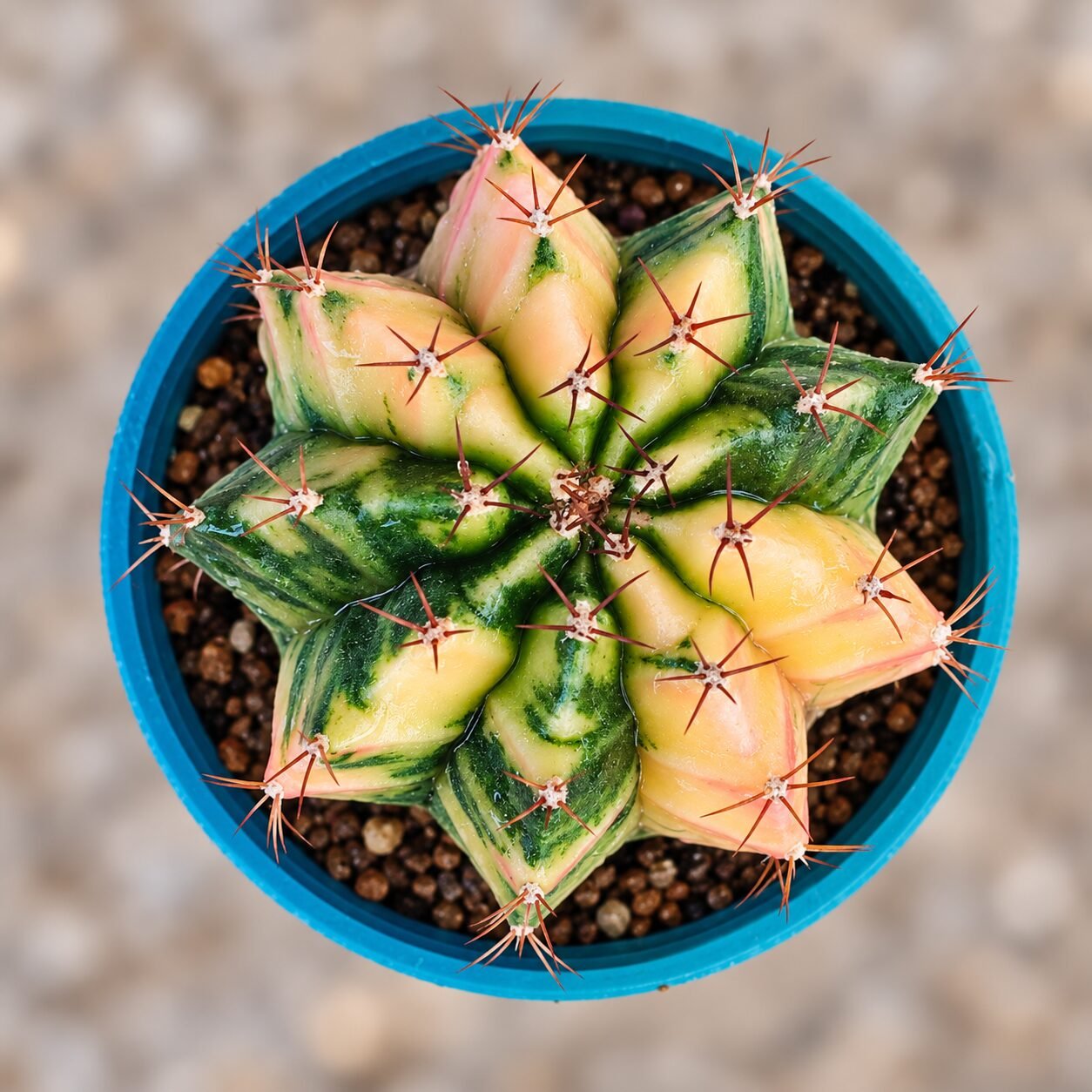 1000065488-RO2al3-82 gymnocalycium mihanovichii variegata - Image 1