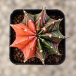 gymnocalycium mihanovichii variegata