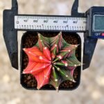 gymnocalycium mihanovichii variegata - Image 2