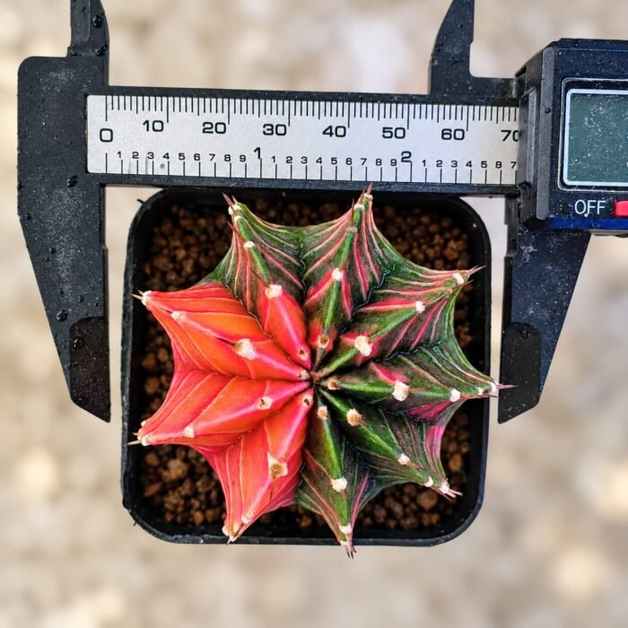gymnocalycium mihanovichii variegata - Image 2