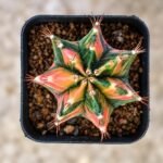 gymnocalycium mihanovichii variegata