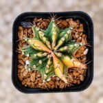 gymnocalycium mihanovichii variegata
