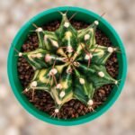 gymnocalycium mihanovichii variegata