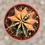 gymnocalycium mihanovichii variegata