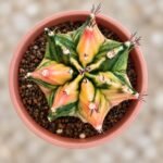gymnocalycium mihanovichii variegata