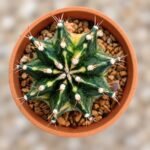 gymnocalycium mihanovichii variegata