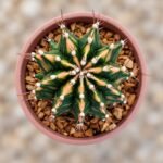 gymnocalycium mihanovichii variegata