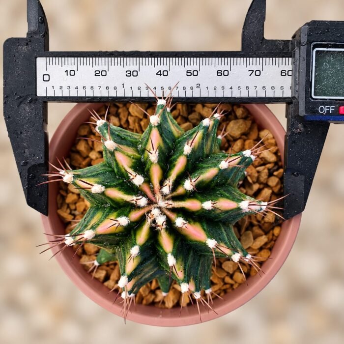 gymnocalycium mihanovichii variegata - Image 2