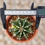 gymnocalycium mihanovichii variegata - Image 2