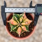 gymnocalycium mihanovichii variegata - Image 2