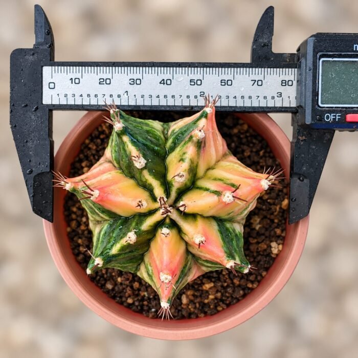 gymnocalycium mihanovichii variegata - Image 2