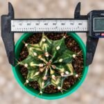 gymnocalycium mihanovichii variegata - Image 2