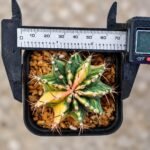 gymnocalycium mihanovichii variegata - Image 2